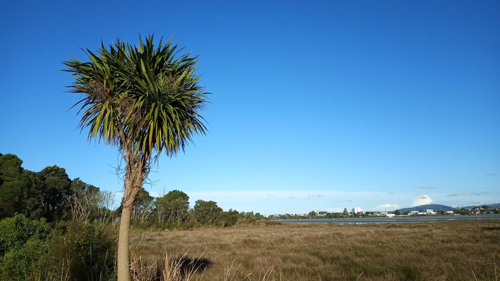 J08 waikareao estuary walk by myself fri 08 oct 2021 (3)
